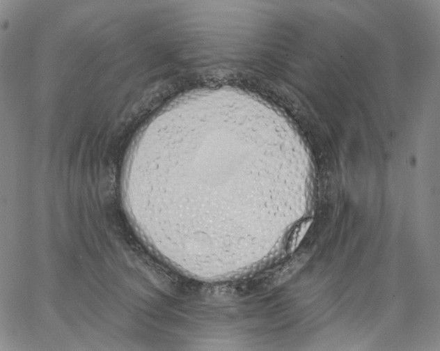 X0000062900660200602101808