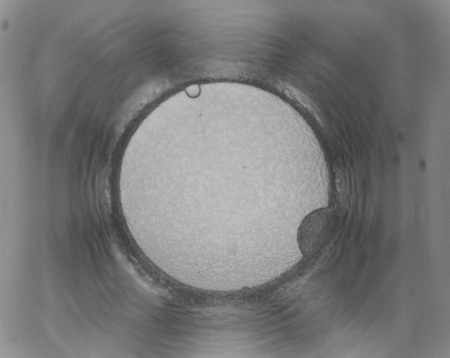 X0000062900682200602101807