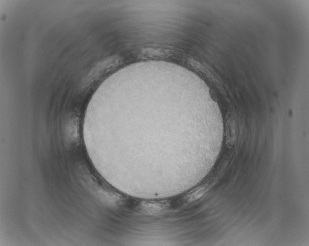 X0000062900706200602101807