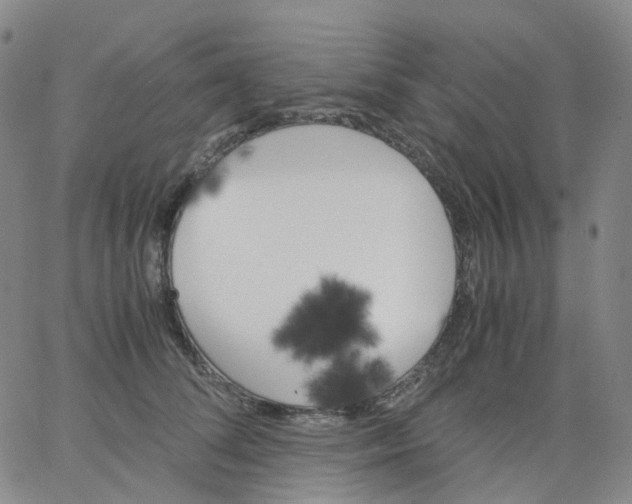 X0000062900708200602101807