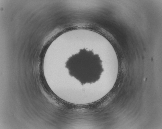 X0000062900730200602101806