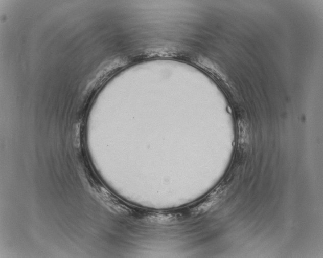 X0000062900738200602101806