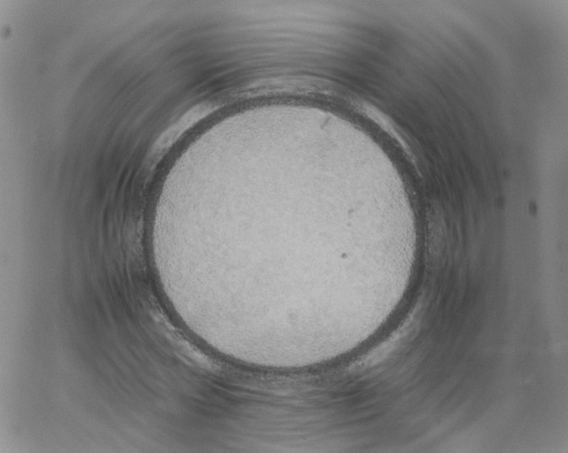 X0000062900778200602101806