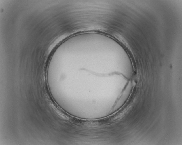 X0000062900789200602101805