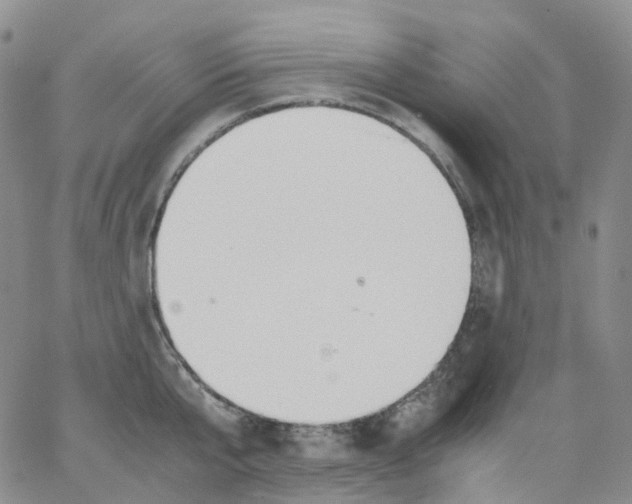 X0000062900807200602101805