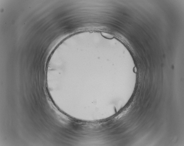 X0000062900844200602101805