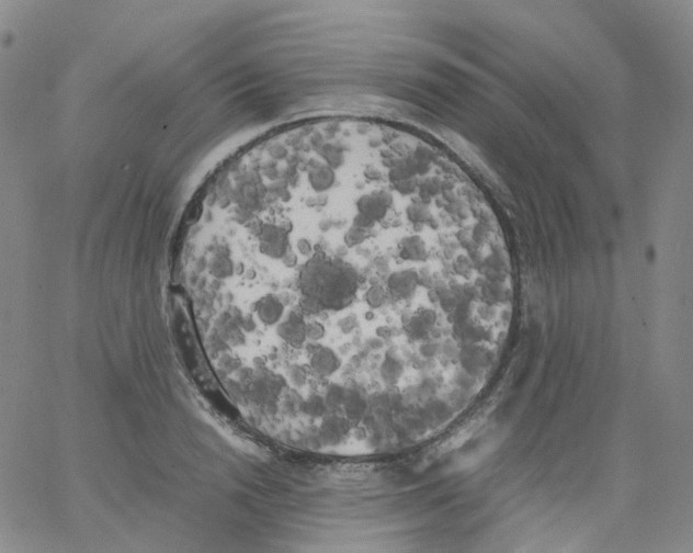 X0000062900846200602101805