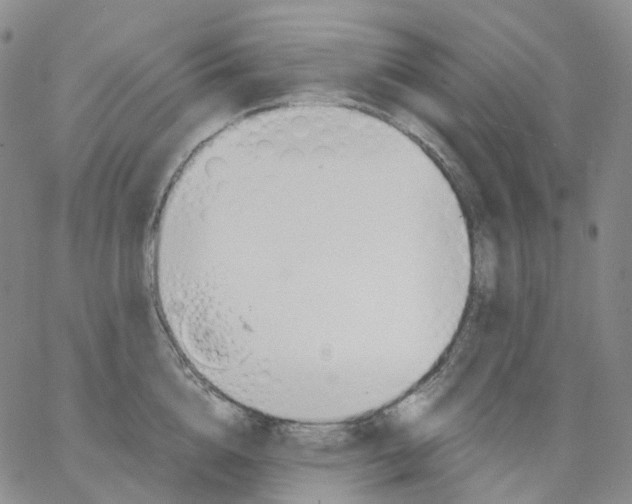 X0000062900856200602101805