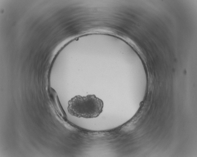 X0000062900862200602101805