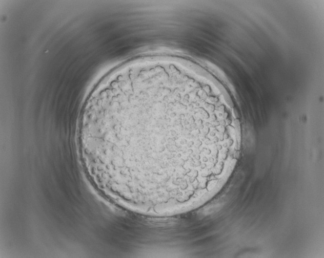 X0000062900863200602101805