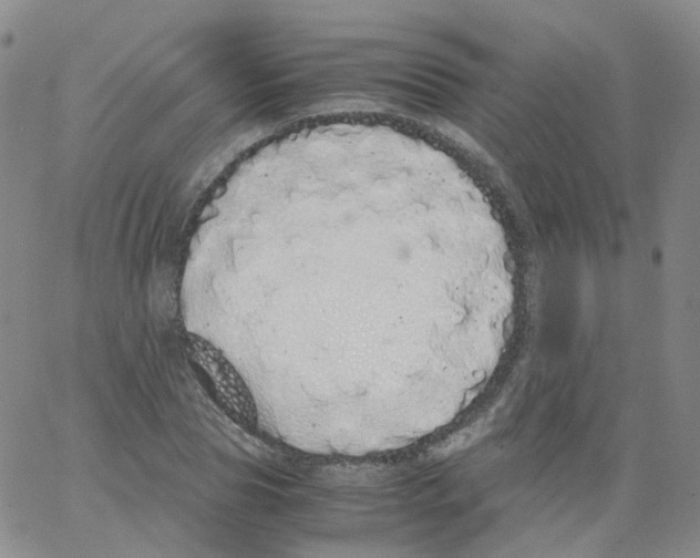 X0000062900929200602101803