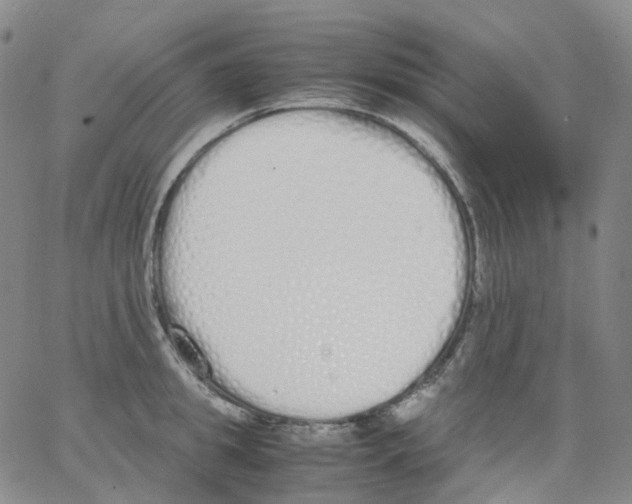 X0000062900949200602101803