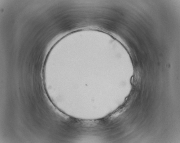 X0000062900959200602101803