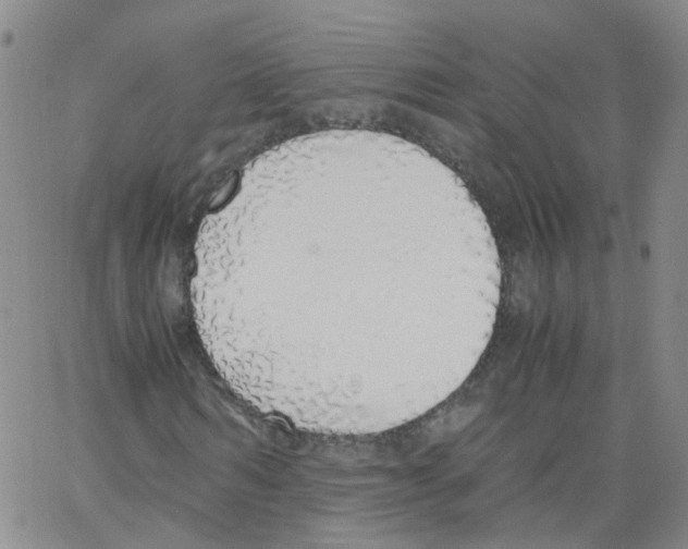 X0000062900962200602101803