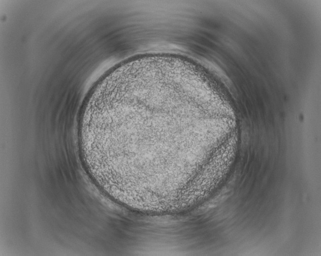 X0000062900990200602101802