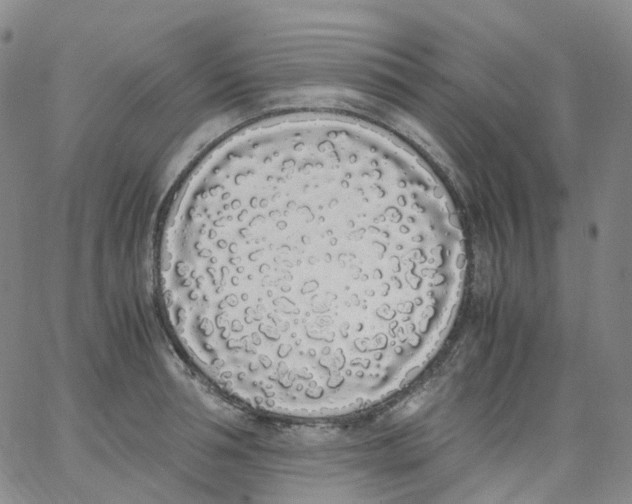 X0000062900994200602101802