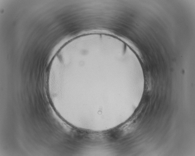 X0000062901006200602101802