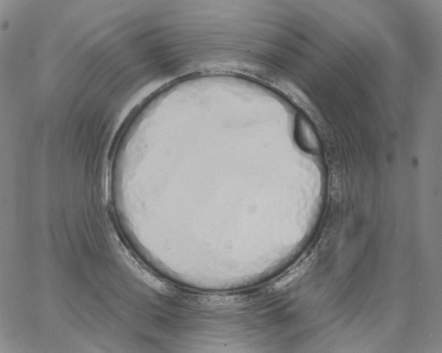 X0000062901036200602101801