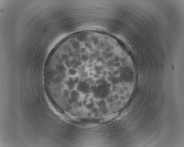 X0000062901038200602101801