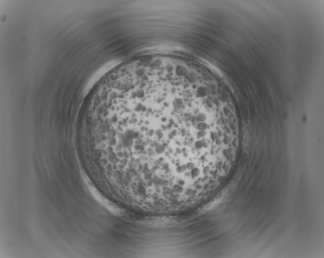 X0000062901042200602101802