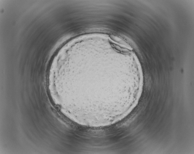 X0000062901043200602101802