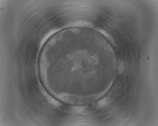 X0000062901086200602101801