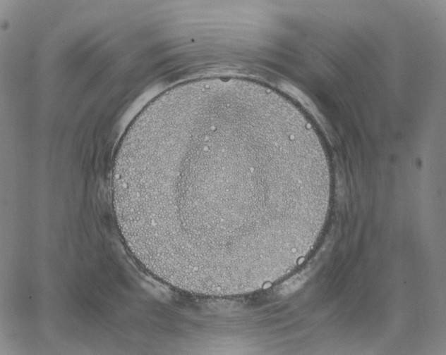 X0000062901097200602101800