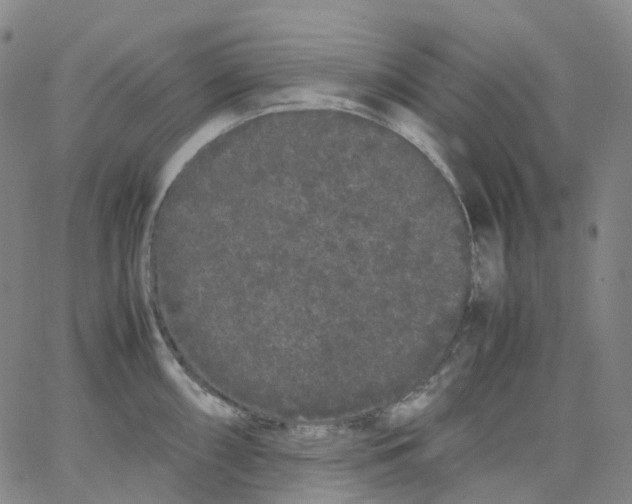 X0000062901098200602101800