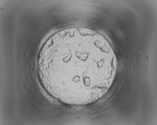 X0000062901099200602101800