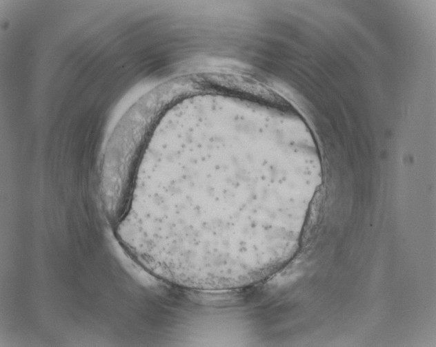 X0000062901152200602101800