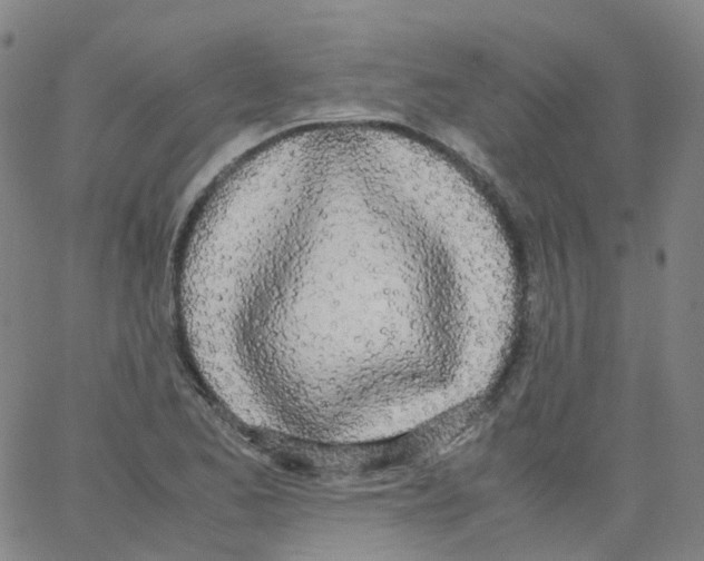 X0000062901173200602101759