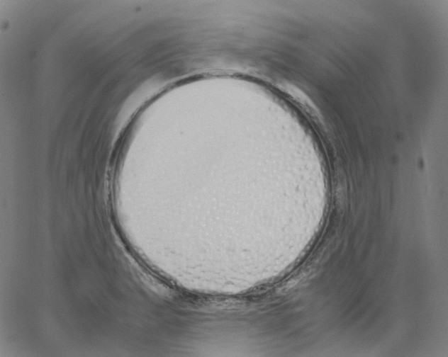 X0000062901183200602101759