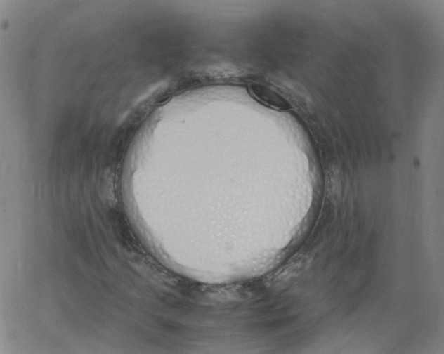 X0000062901205200602101758