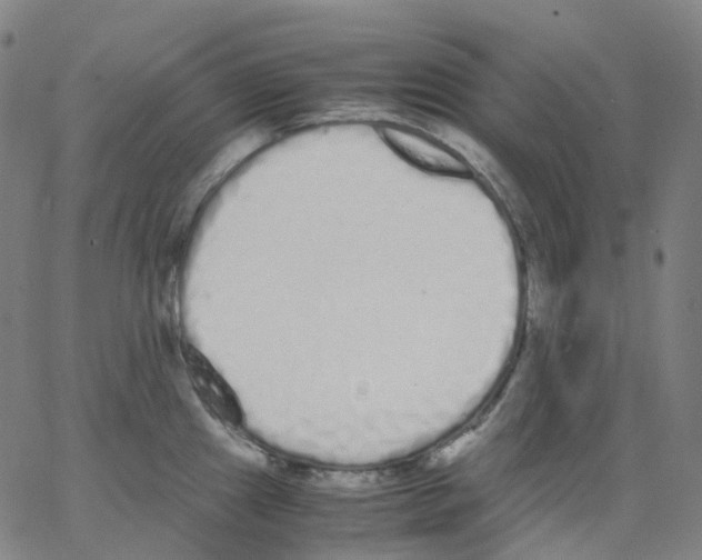 X0000062901241200602101759