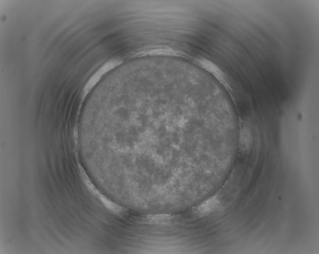 X0000062901282200602101757