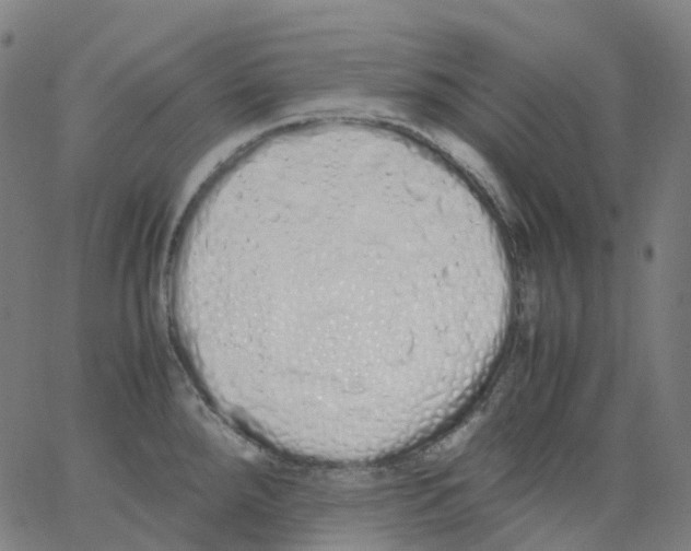 X0000062901288200602101757