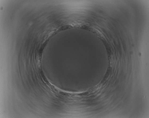 X0000062901298200602101756