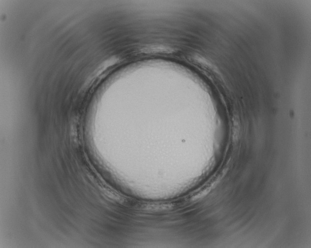 X0000062901305200602101756