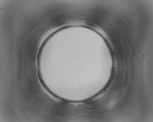 X0000062901335200602101757