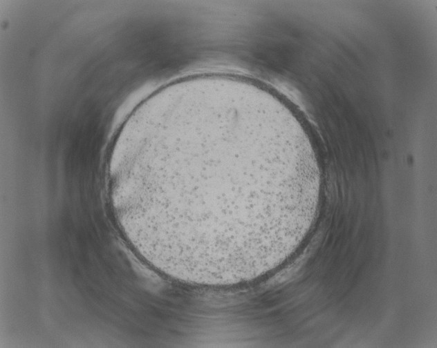 X0000062901366200602101756