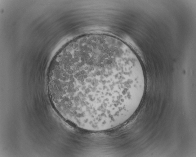 X0000062901384200602101756