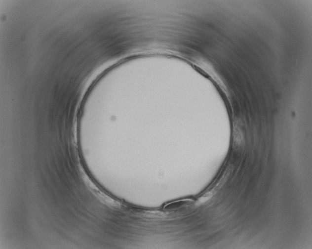 X0000062901388200602101756