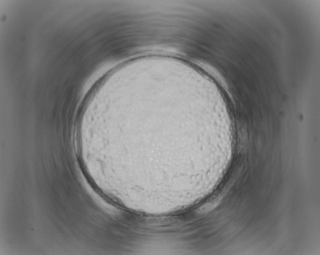 X0000062901391200602101756