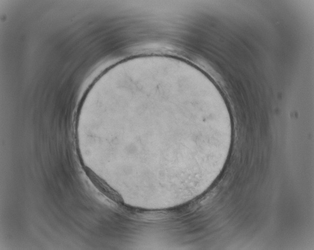 X0000062901392200602101756