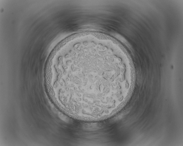 X0000062901431200602101755