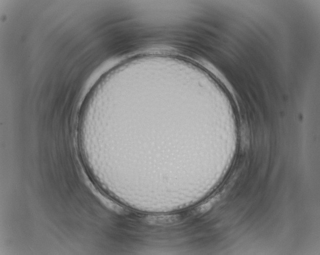 X0000062901437200602101756