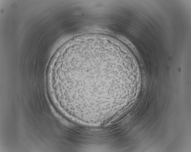 X0000062901439200602101756