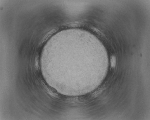 X0000062901444200602101755