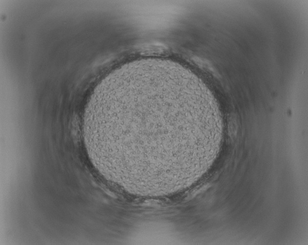 X0000062901445200602101755