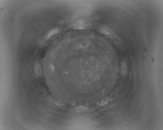 X0000062901446200602101755